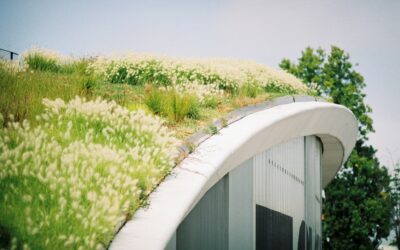 Green Roofs in Schools: Cultivating a Sustainable Learning Environment