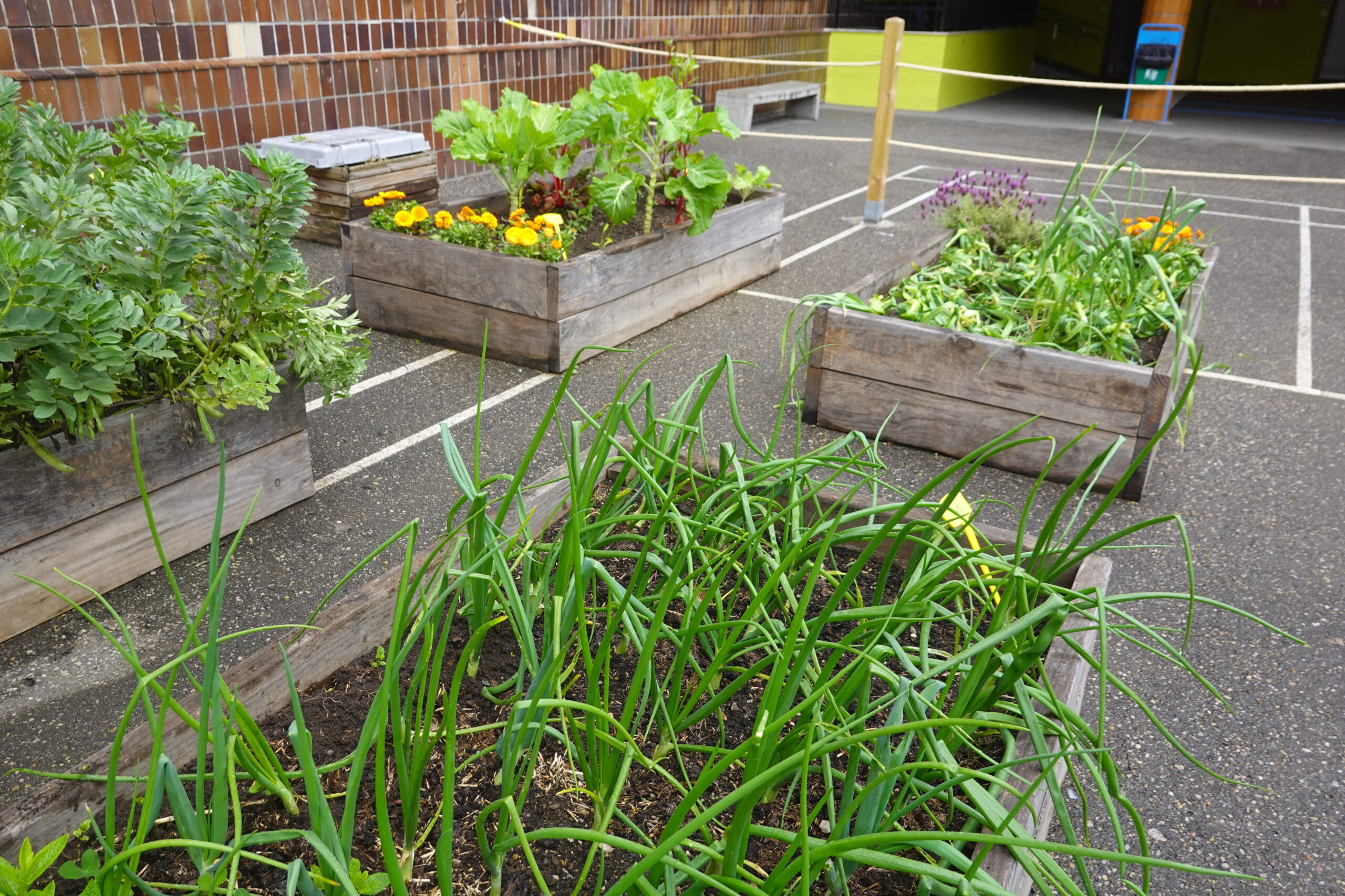 Several raised garden beds containing various plants in a schoolyard setting